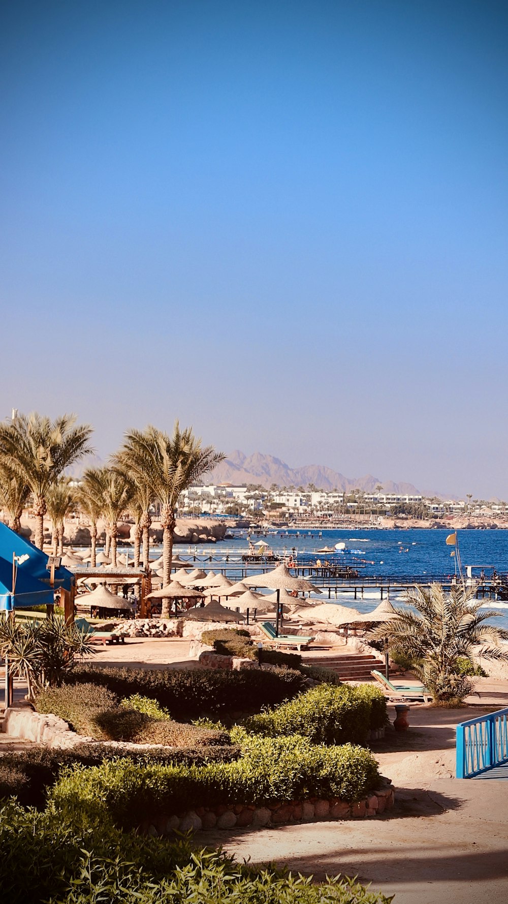 a beach with palm trees and a body of water