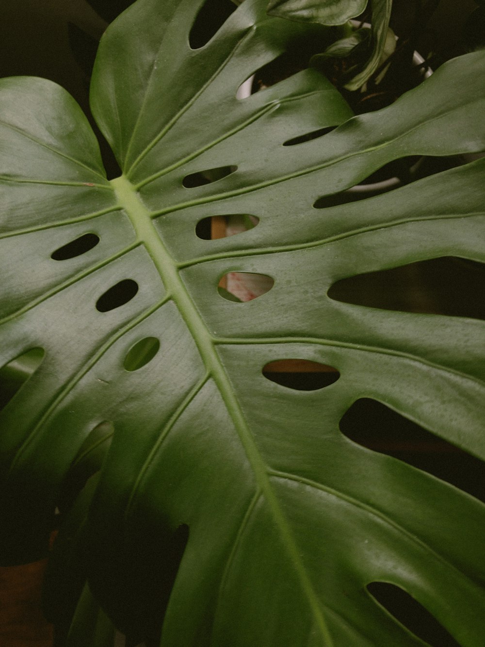 a close up of a plant