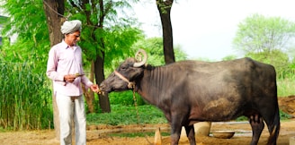 a man standing next to a cow