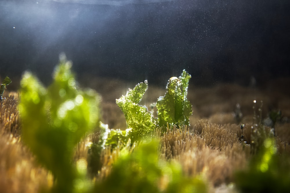 a close-up of some plants