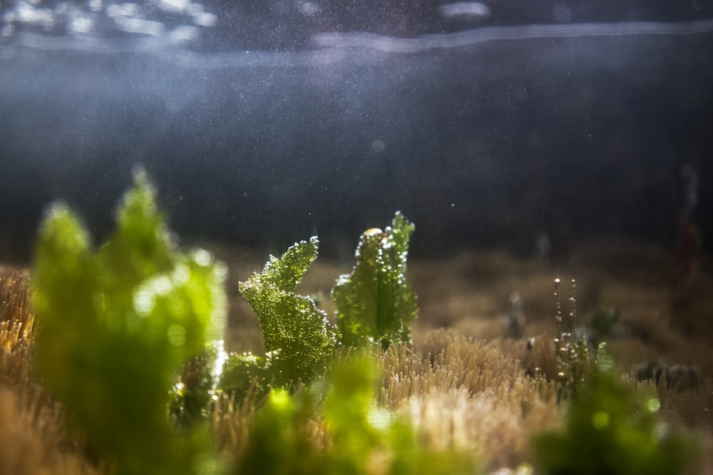 a close up of some plants