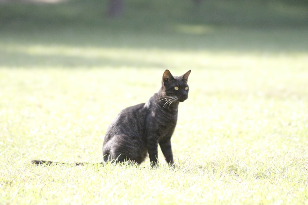 a cat walking in a field