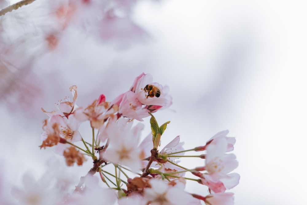 a close up of flowers