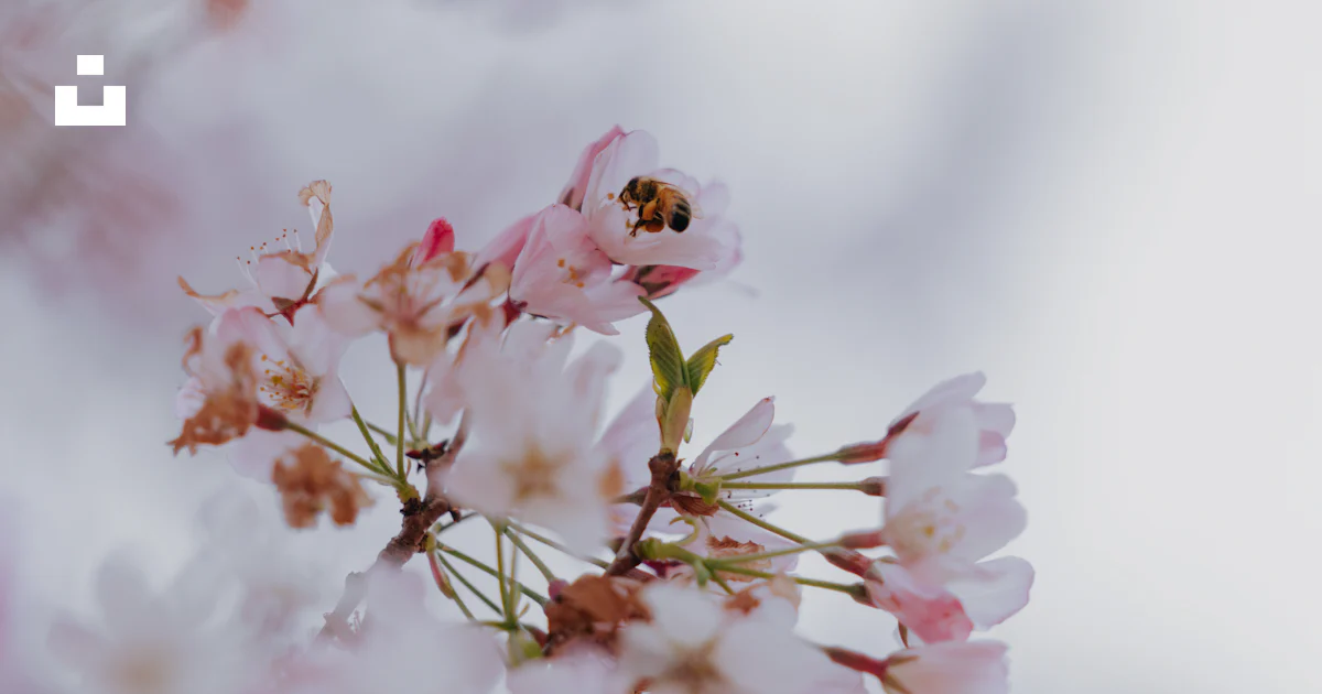 A close up of flowers photo – Free Background Image on Unsplash