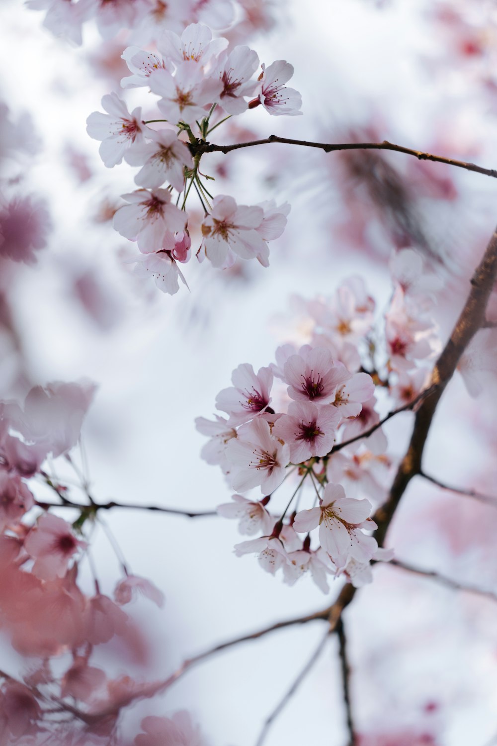 a close up of some flowers