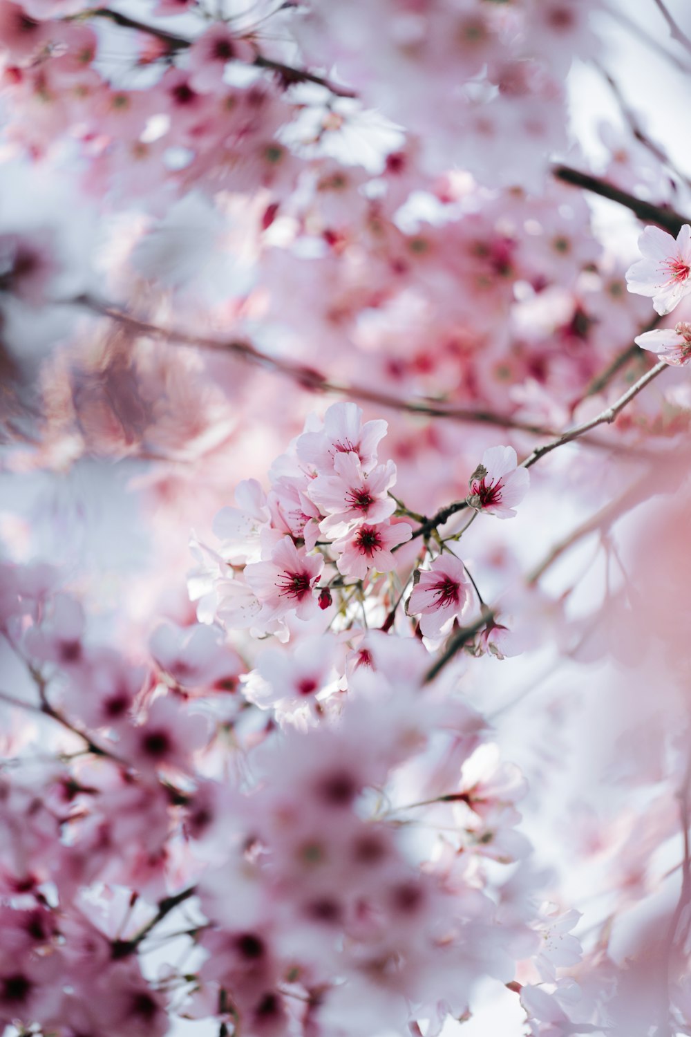 いくつかの花のクローズアップ