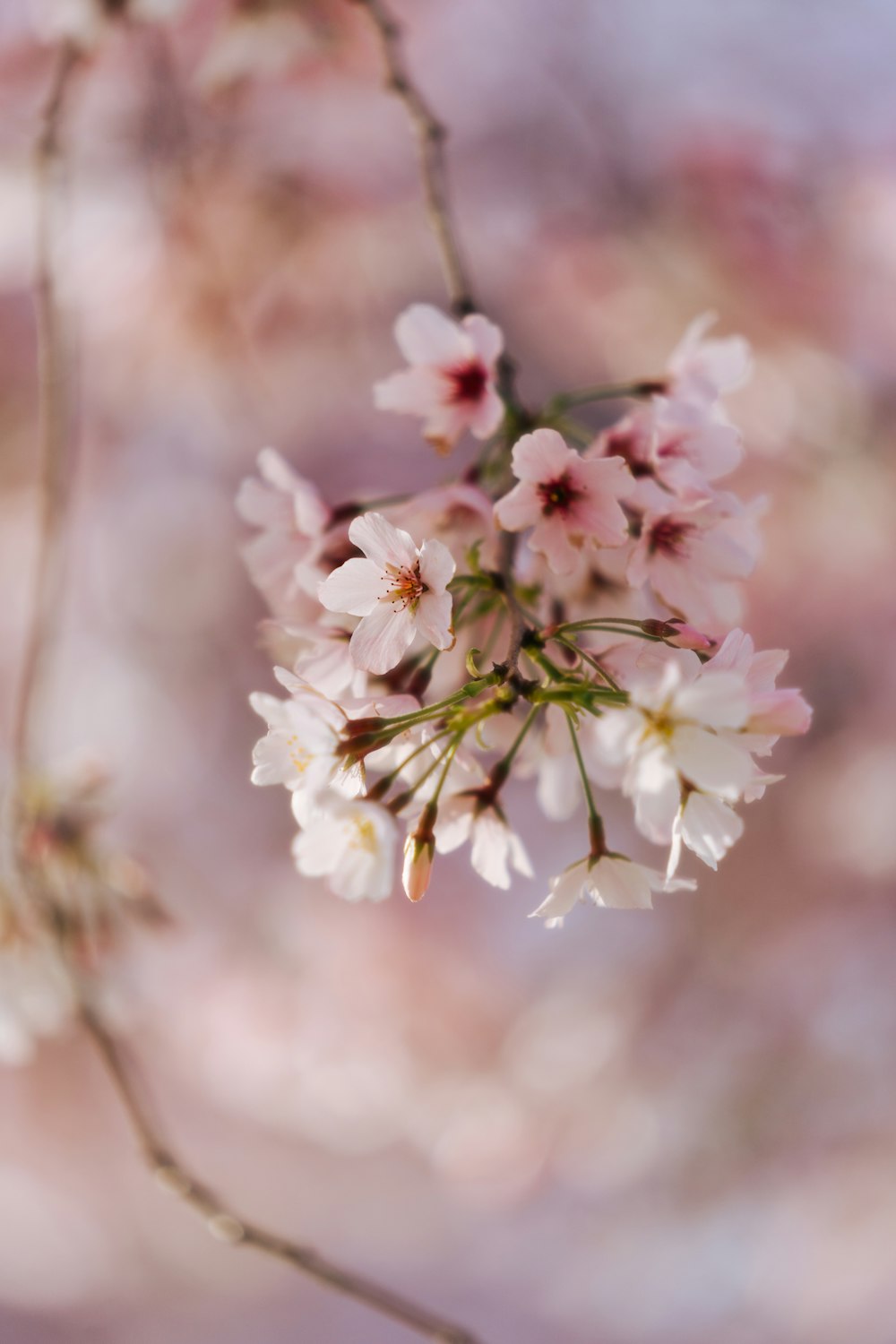 a close up of a flower