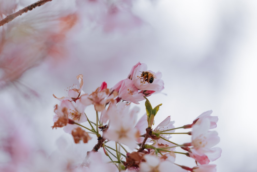 close up of flowers