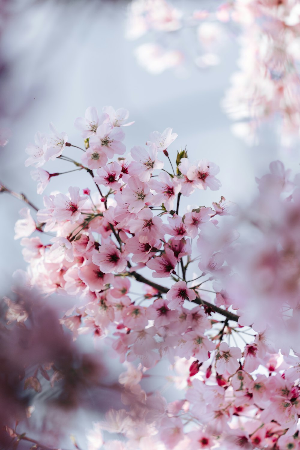 a close up of flowers