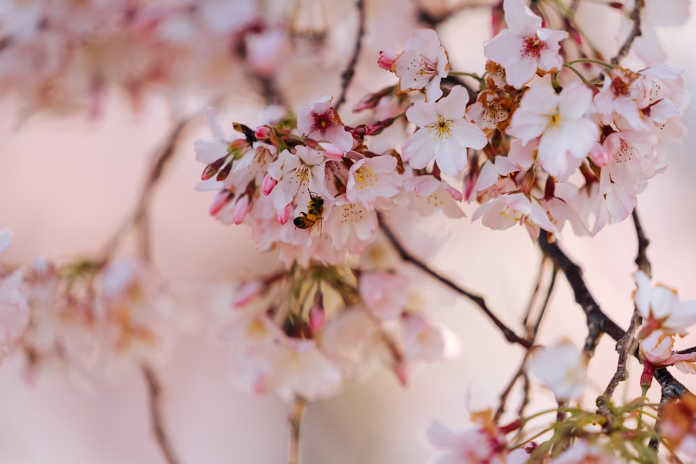 a close up of flowers