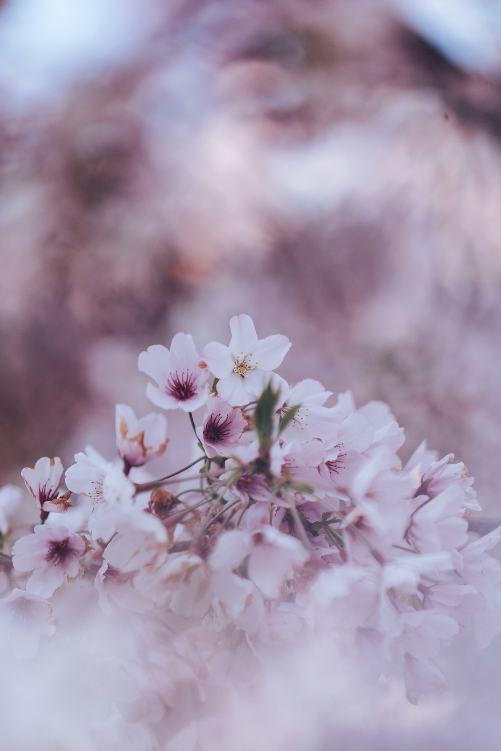 いくつかの花のクローズアップ