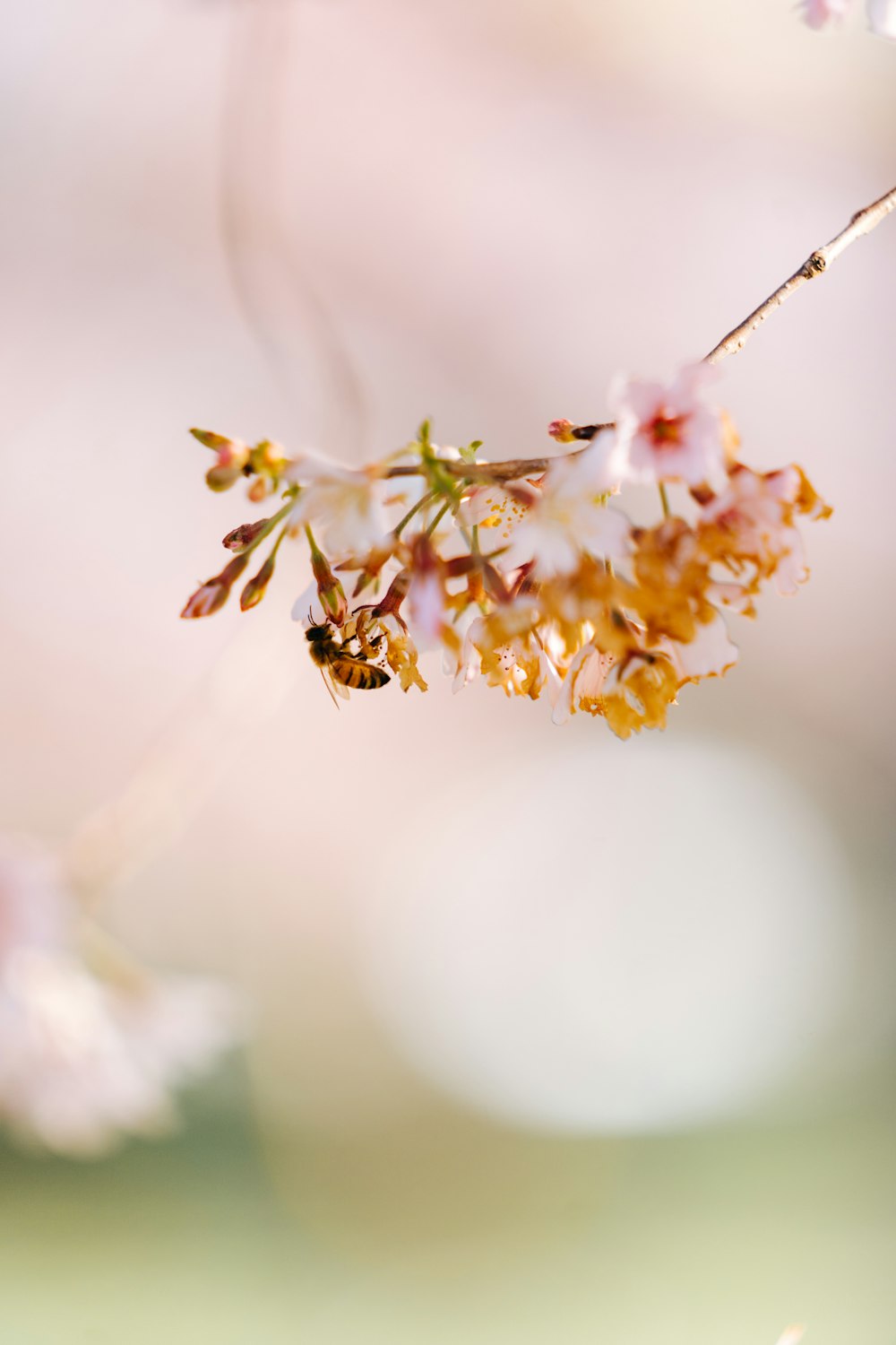 a bee on a flower