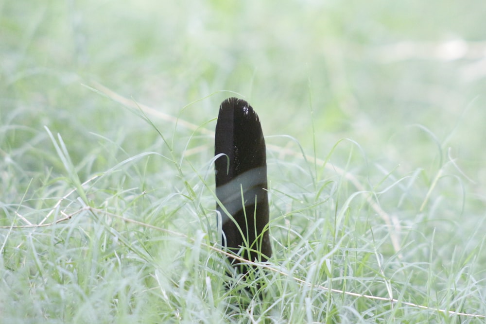 a black object in a field