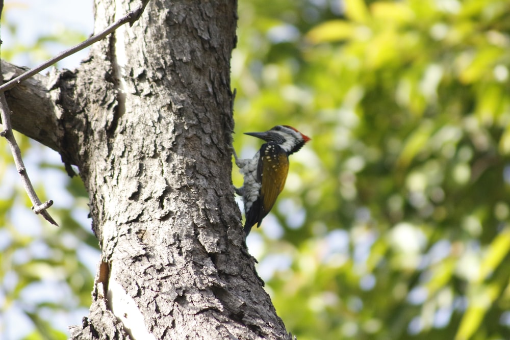 a bird perched on a tree