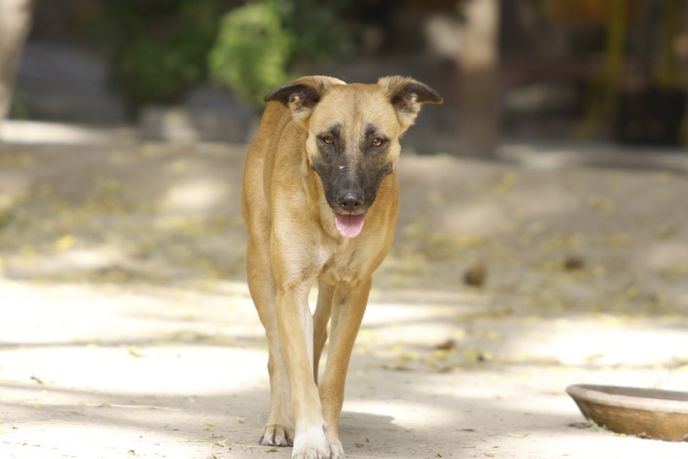 a dog standing on a dirt road