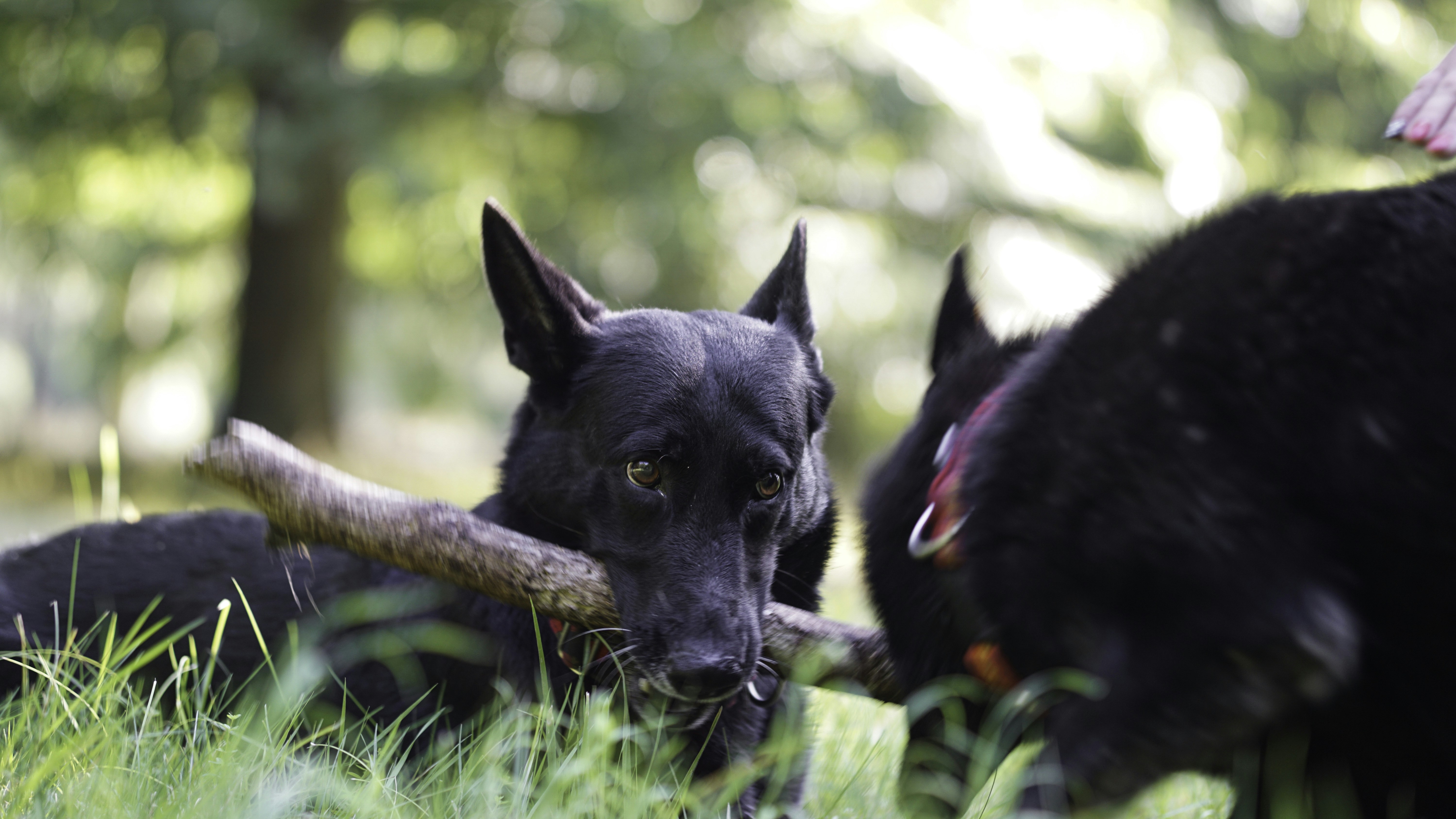 A couple of dogs in the grass photo – Free Vegetation Image on Unsplash
