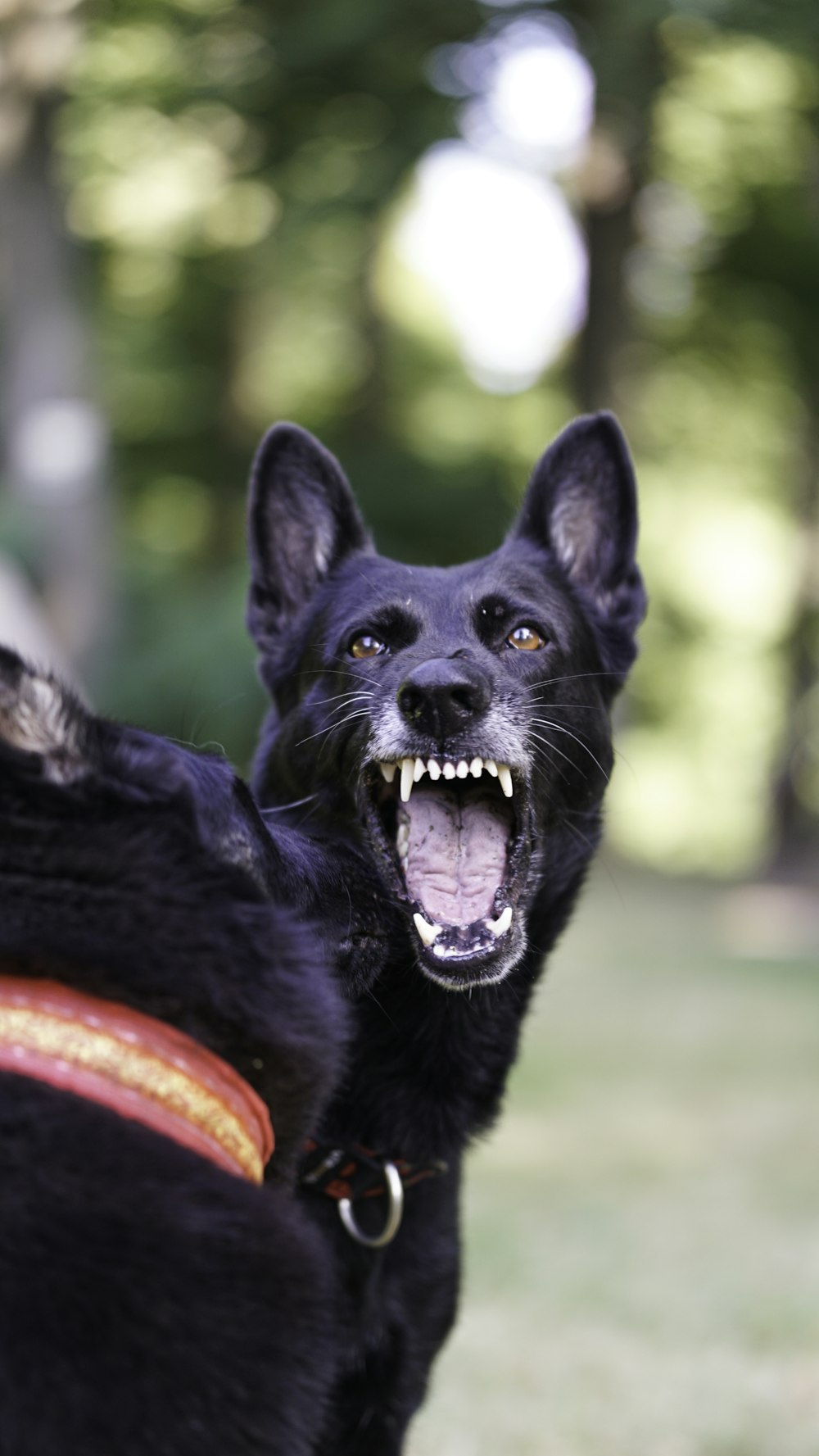 a black dog with a red frisbee in its mouth