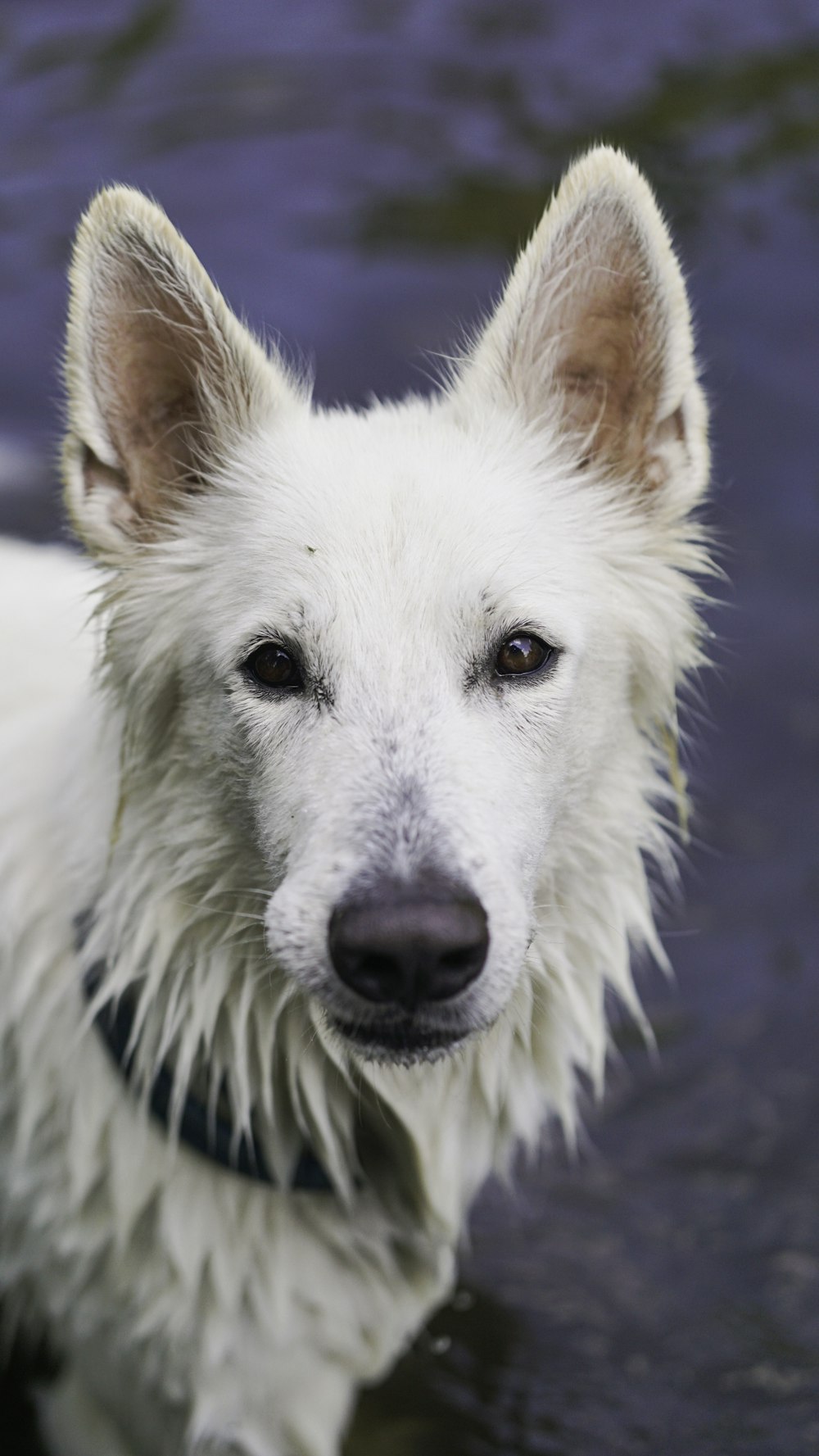 a white dog with a black nose