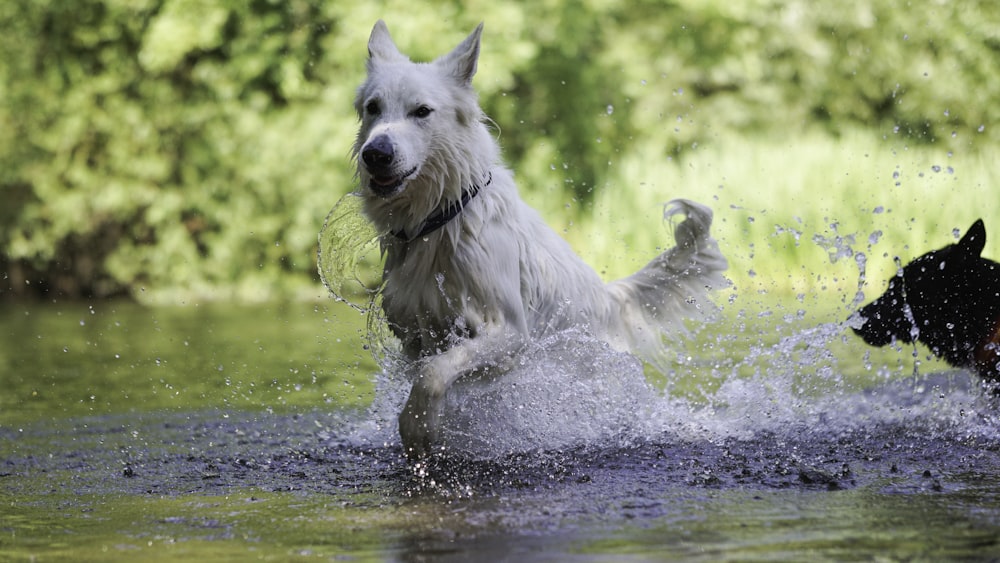 a dog running through water