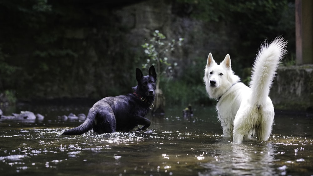 a couple of dogs in a river