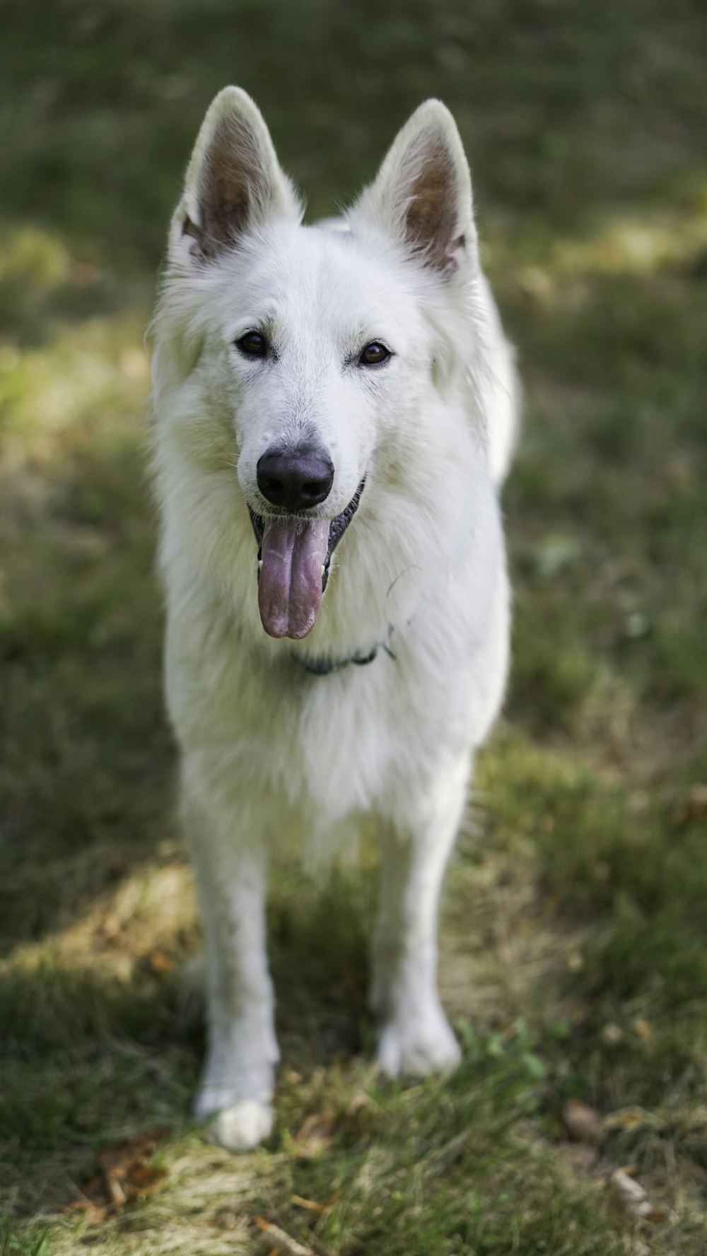 a white dog with its tongue out