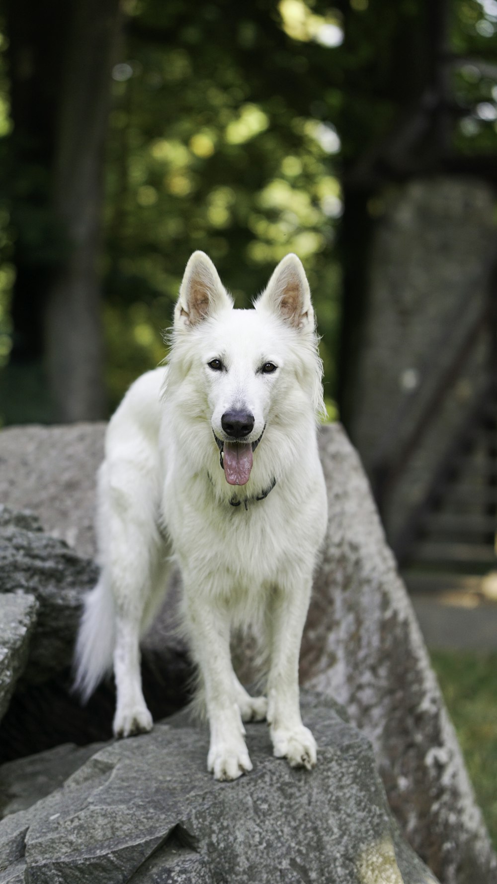a white dog standing on a rock