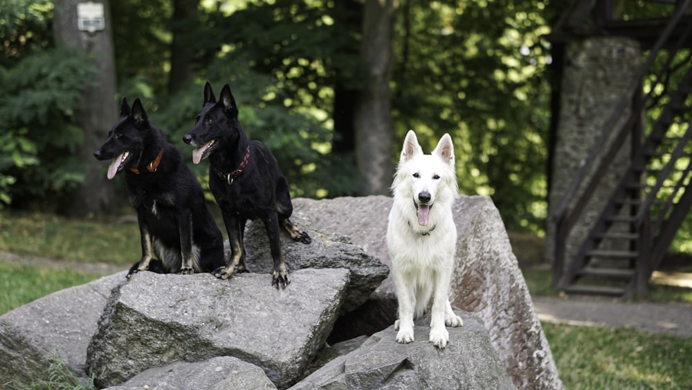 a group of dogs sitting on a rock