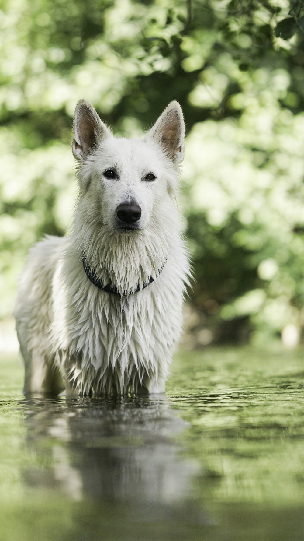 a dog standing in water