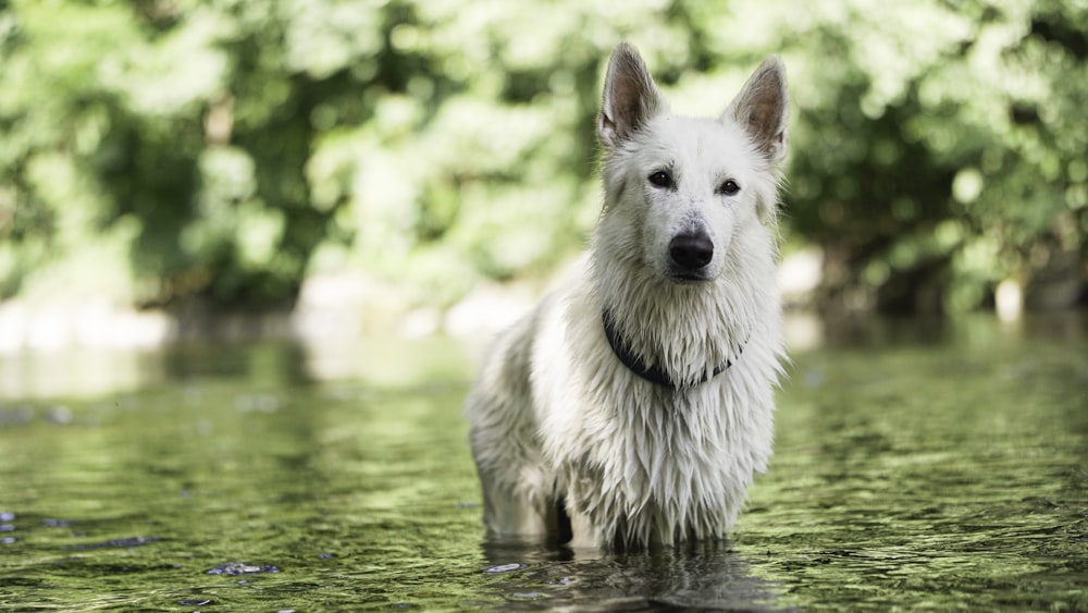 a dog standing in water