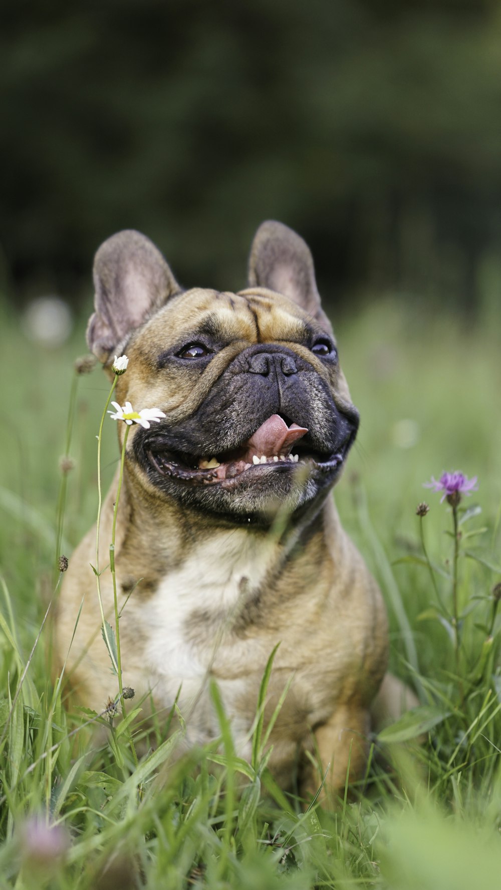 a dog with its mouth open