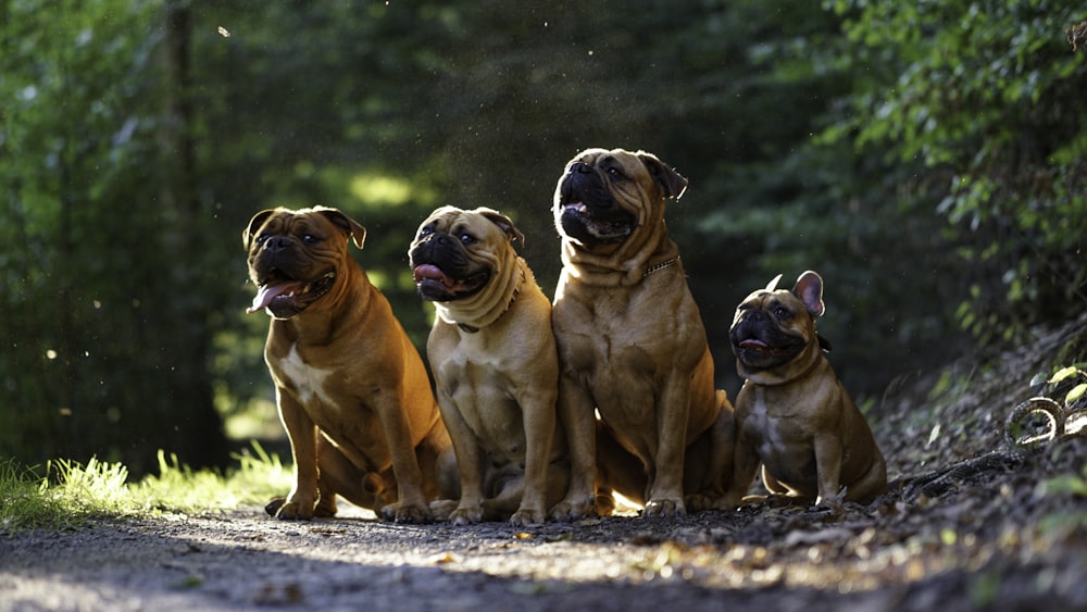 a group of dogs sitting on a road