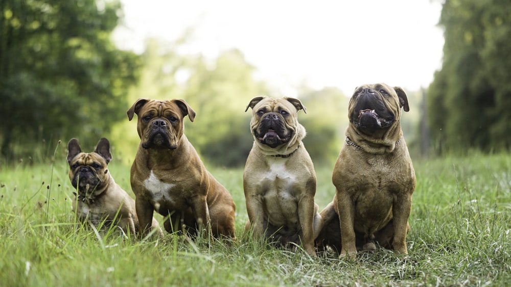 a group of dogs in a grassy field