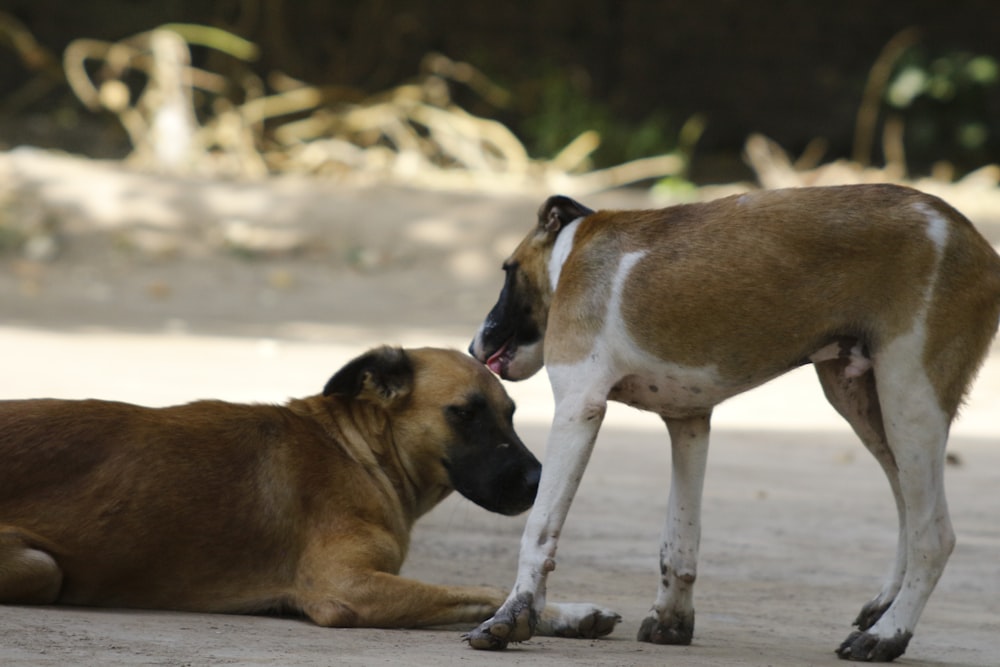 a dog and a dog