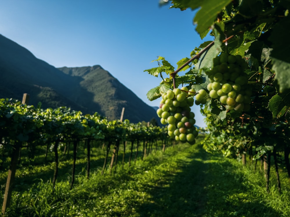 a vineyard with grapes growing