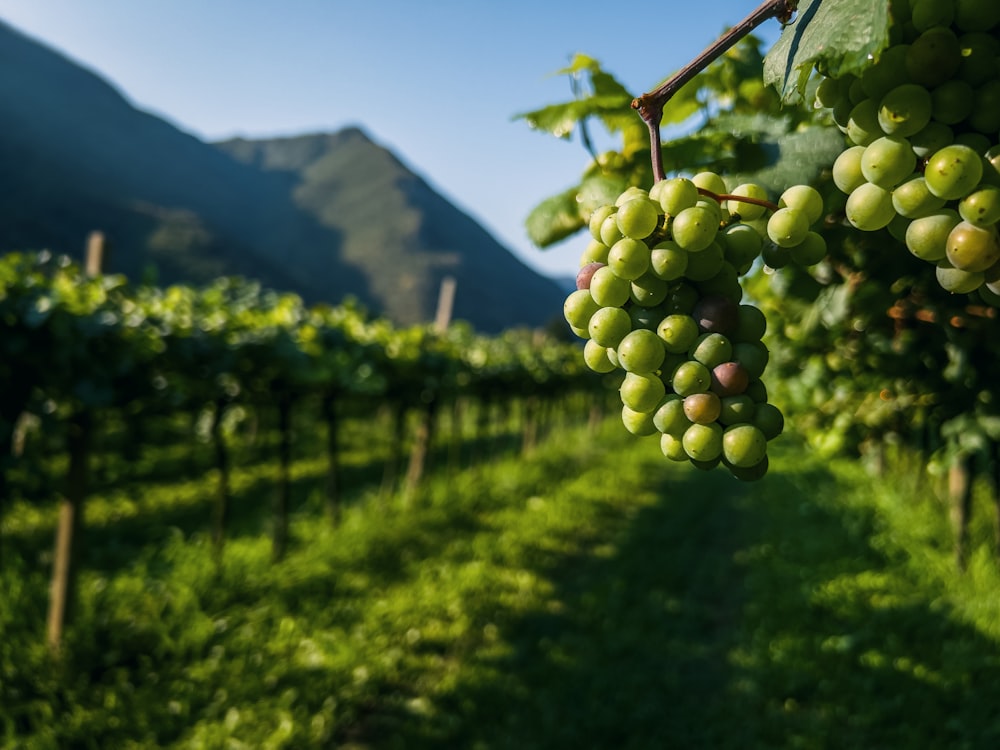 a bunch of grapes from a vine in a vineyard