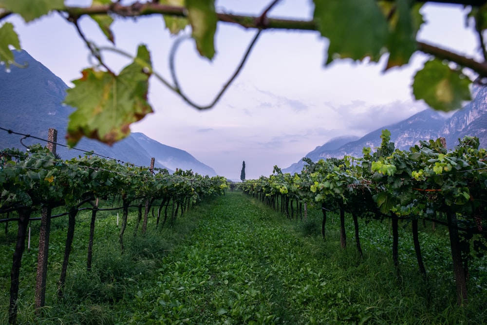 rows of green vines