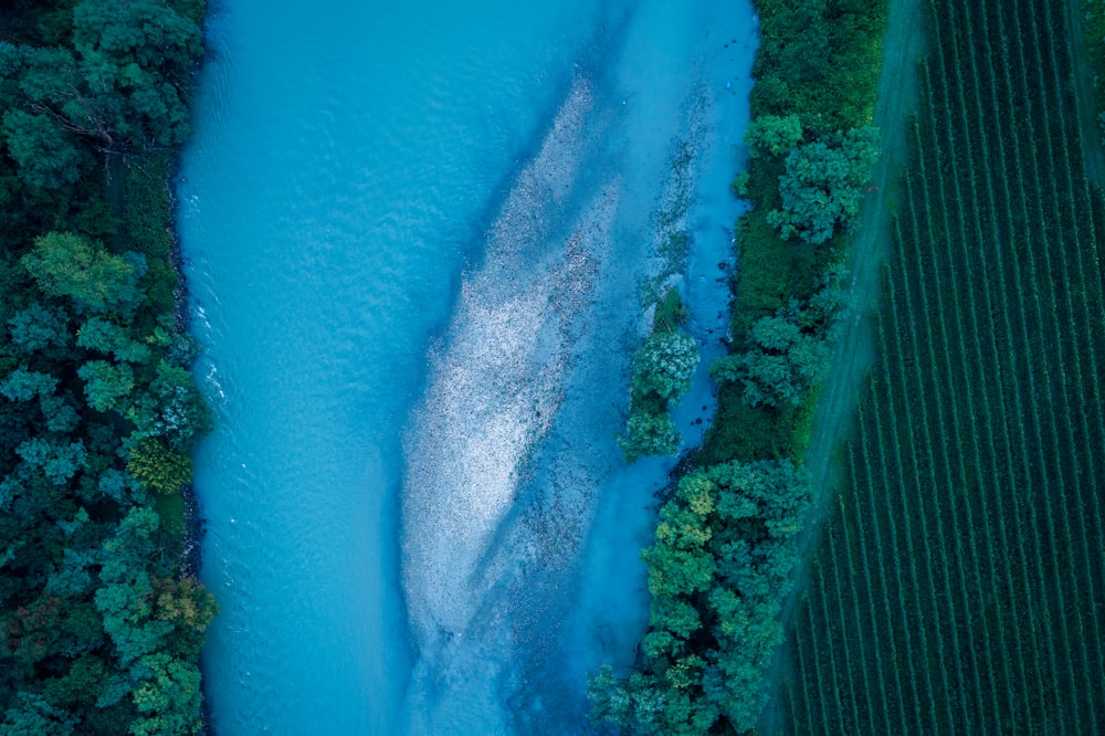 a large group of fish swimming in the ocean