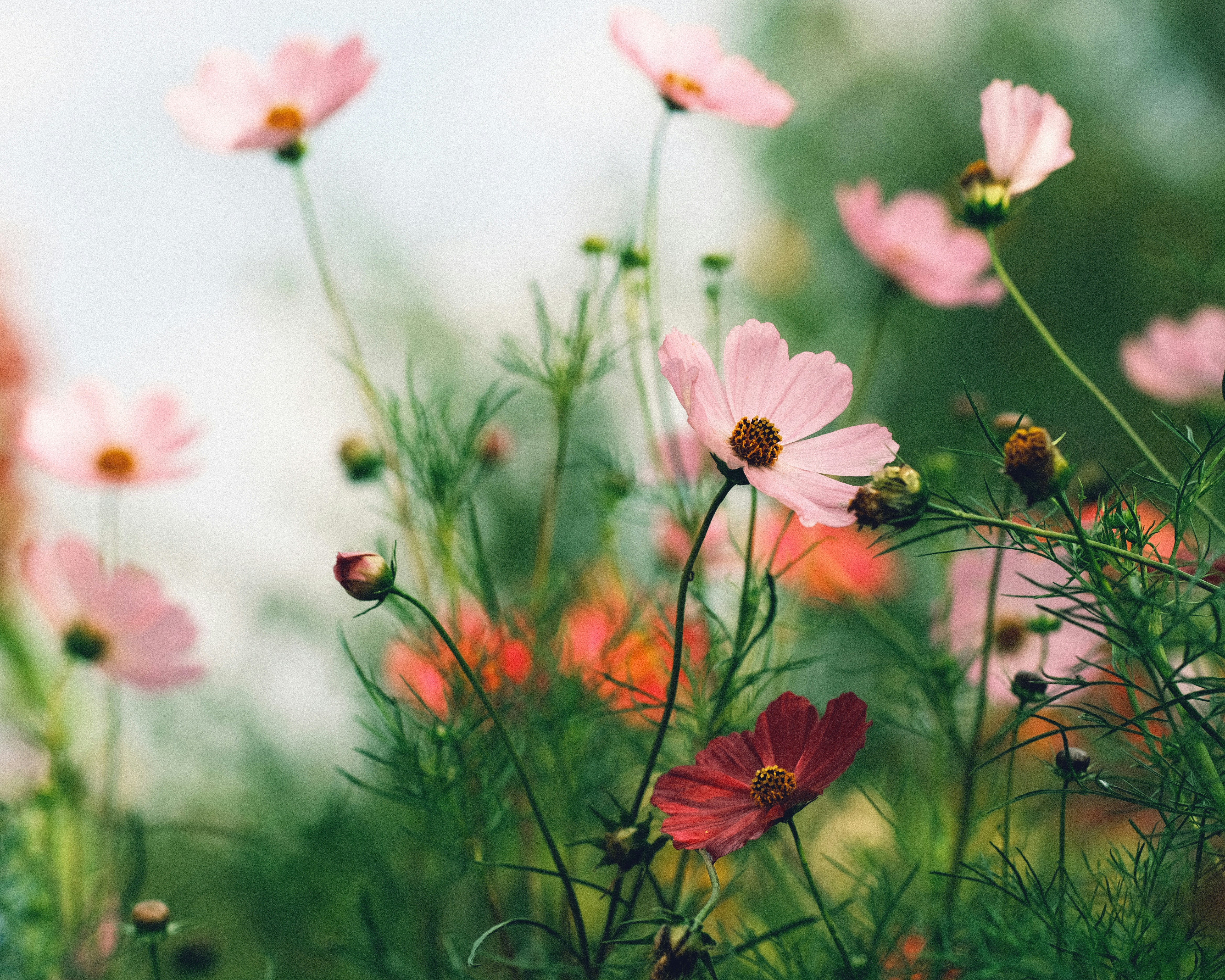 A group of pink flowers photo – Free Flower Image on Unsplash, image size:3000x2400