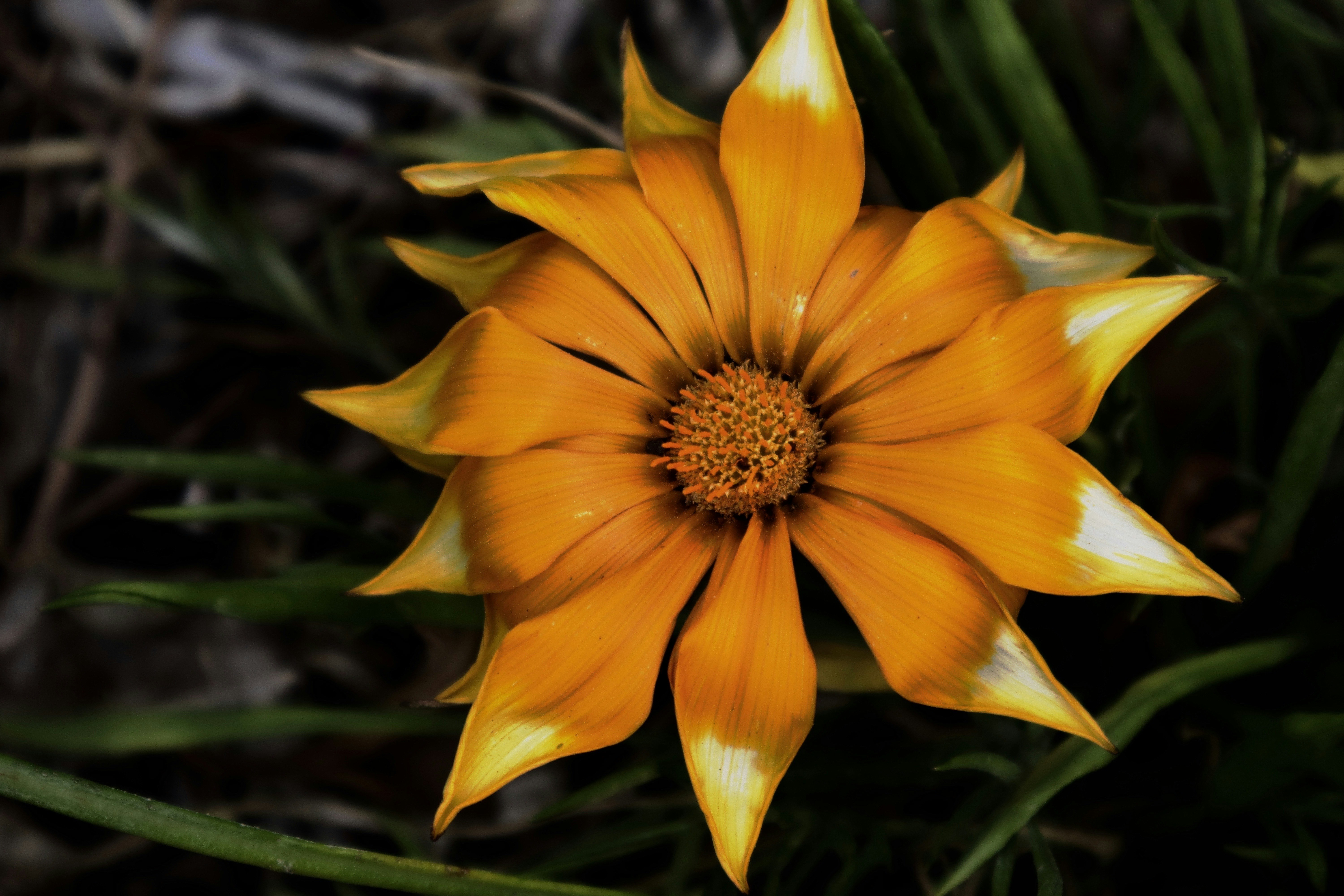 Photo by creationspeaks