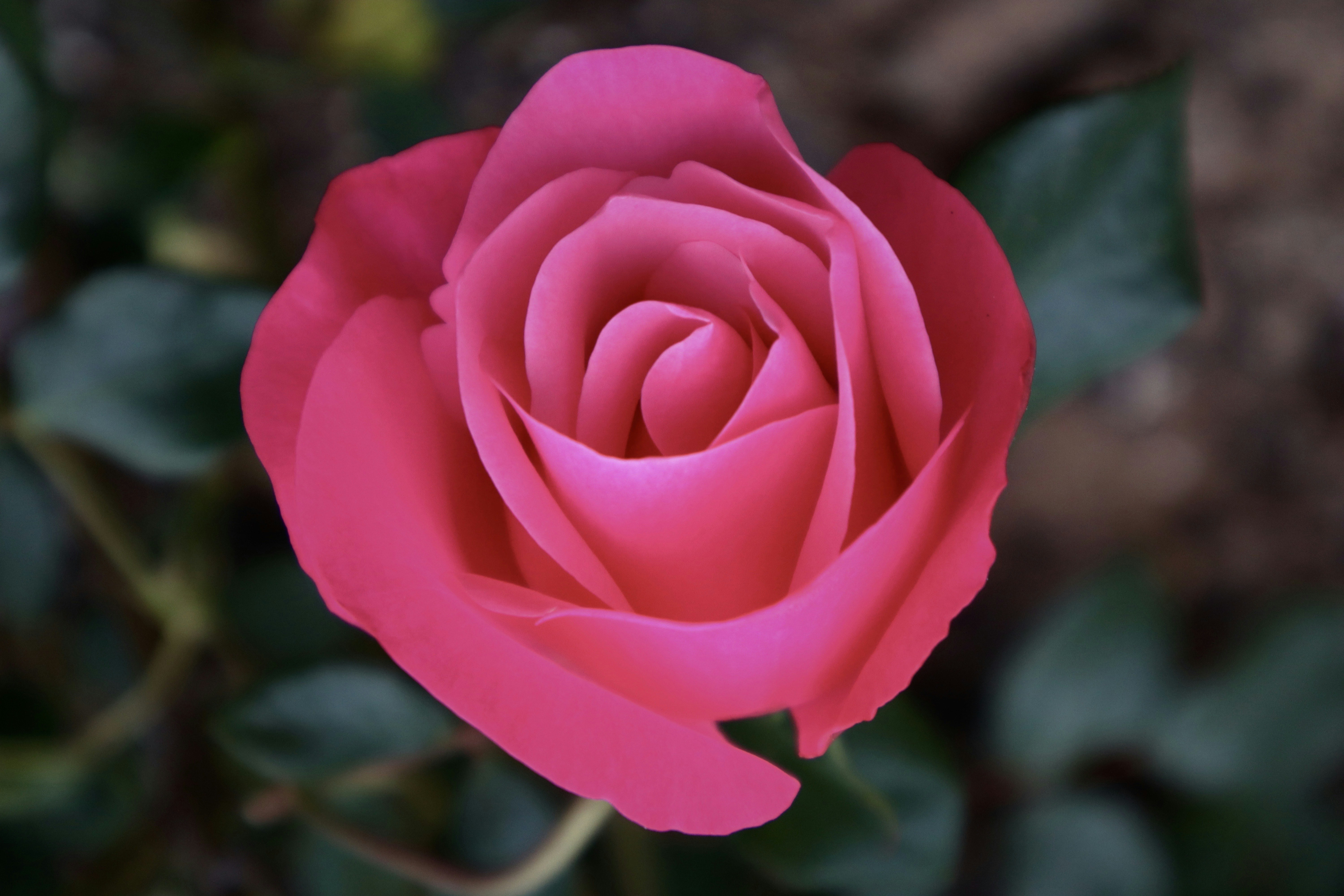 Photo by creationspeaks