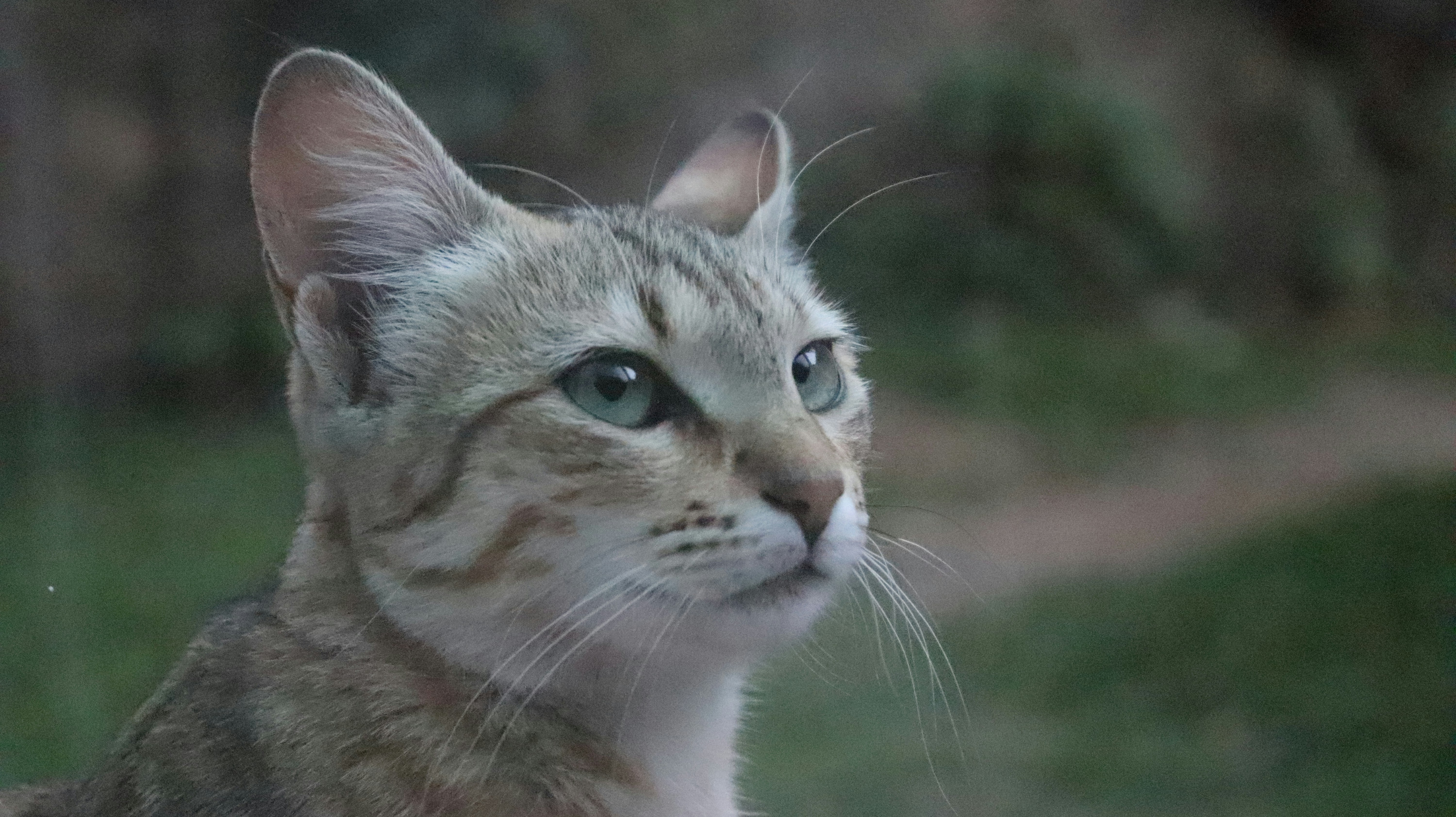 Understanding Cat Emotions: More Than Meets the Eye (image credits: unsplash)