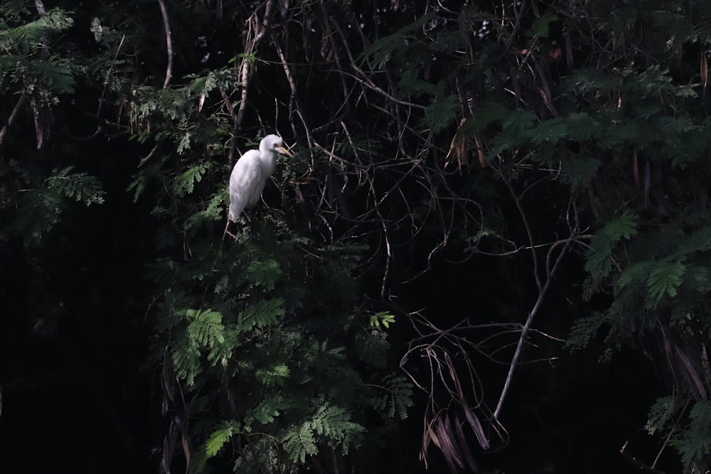 a bird standing on a tree branch