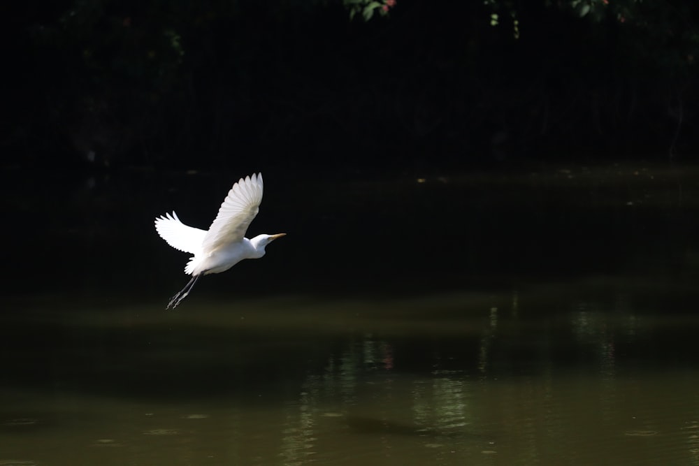 a bird flying over water