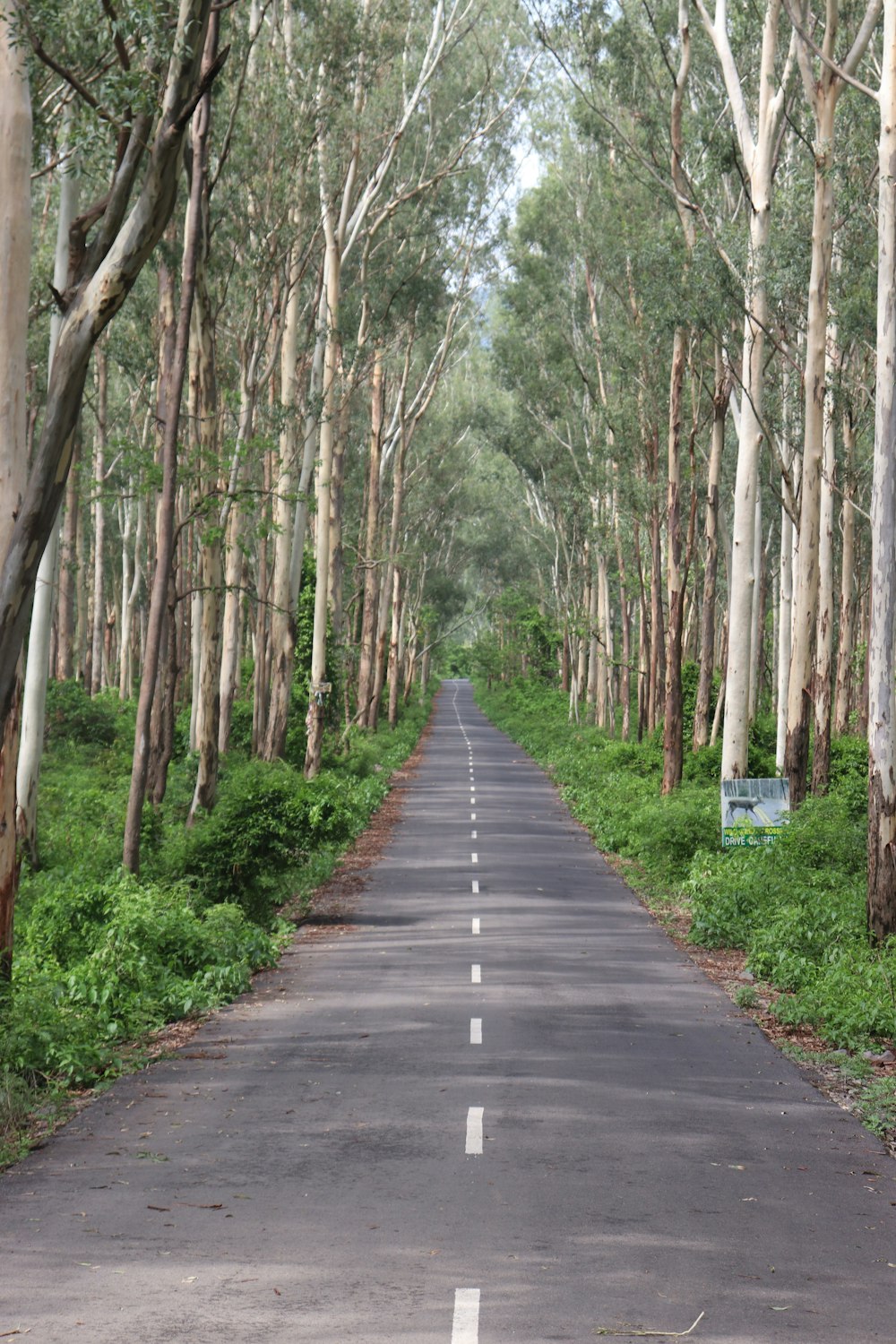 a road with trees on the side