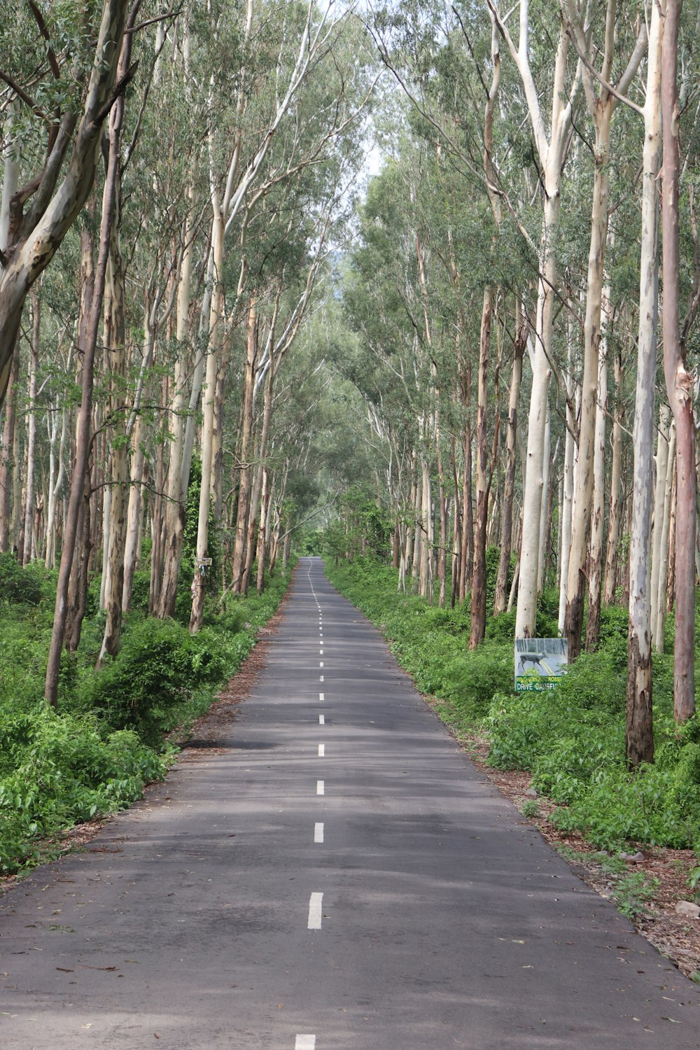 a road with trees on the side