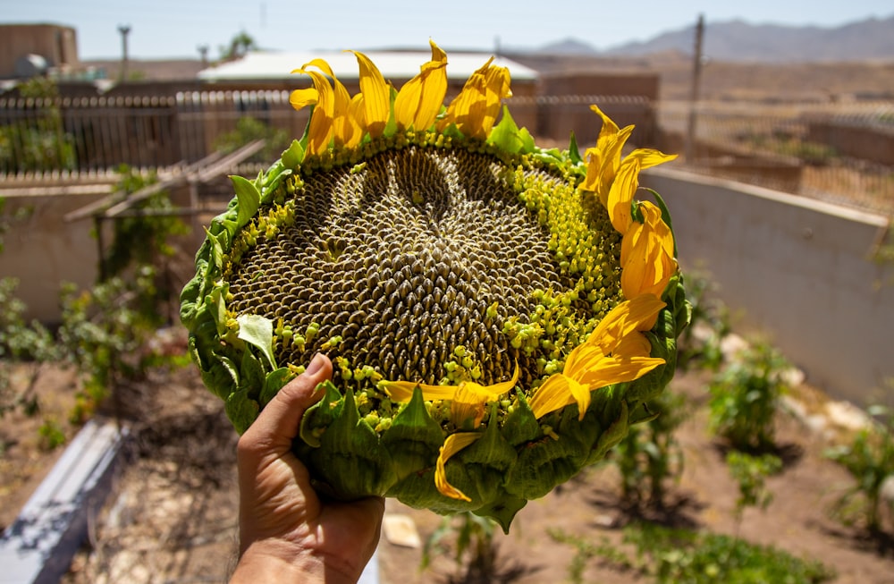 a hand holding a yellow flower