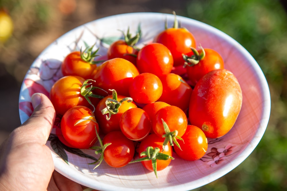 a bowl of tomatoes