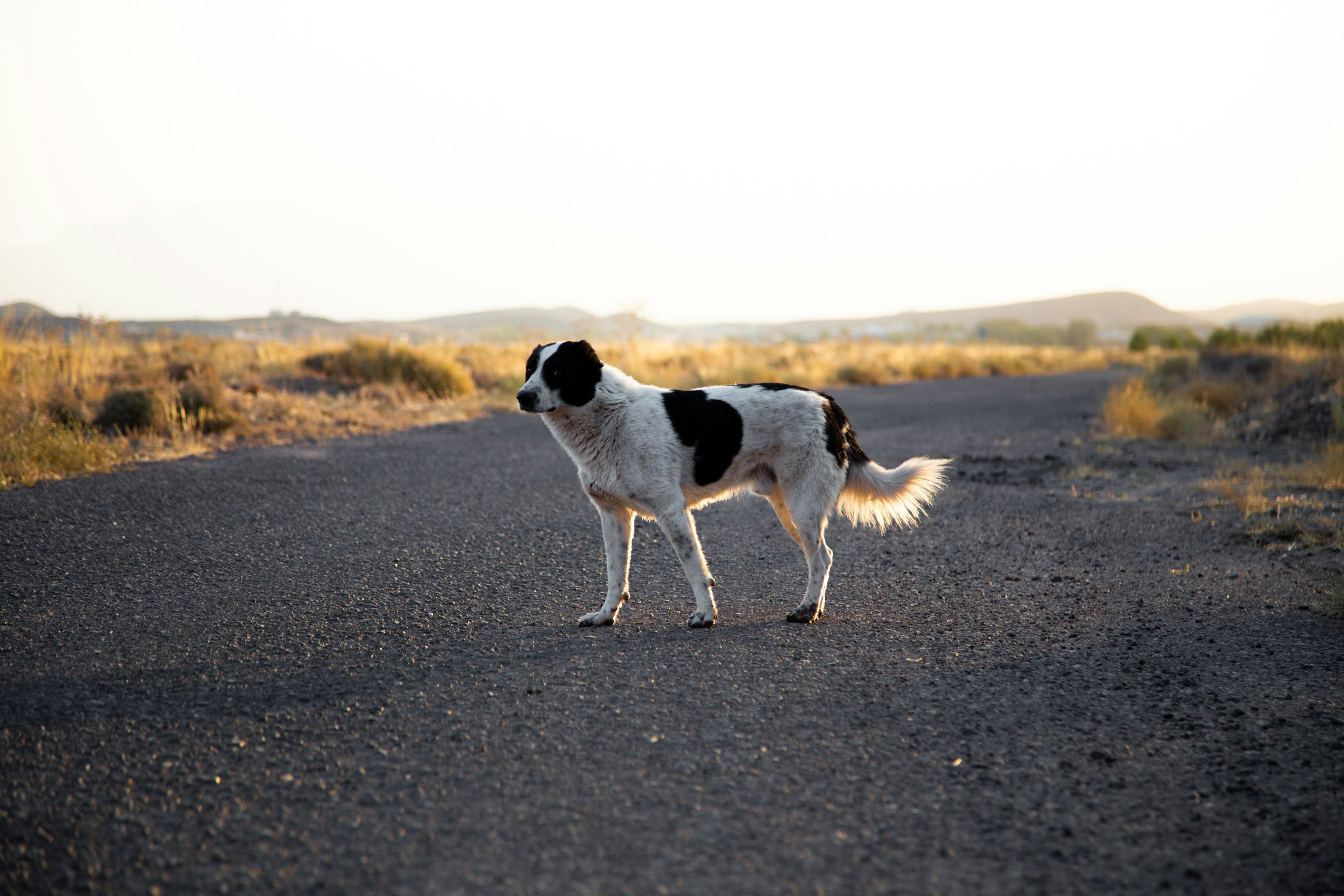 a dog standing on a road