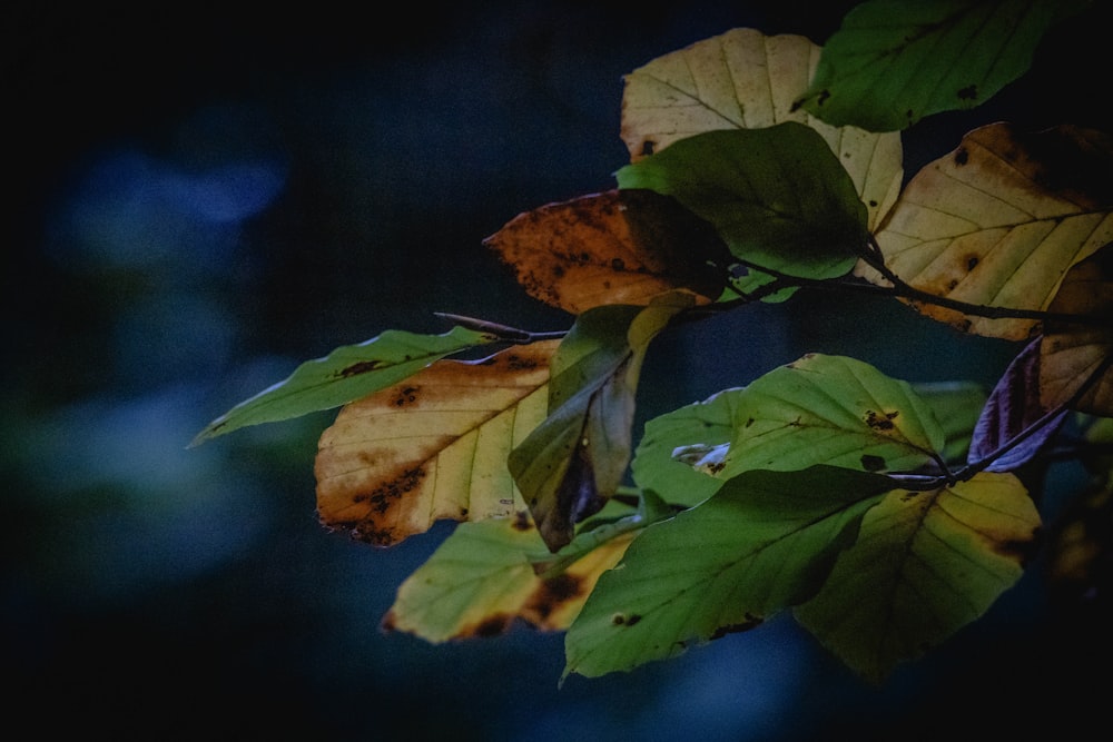 a close-up of a leaf