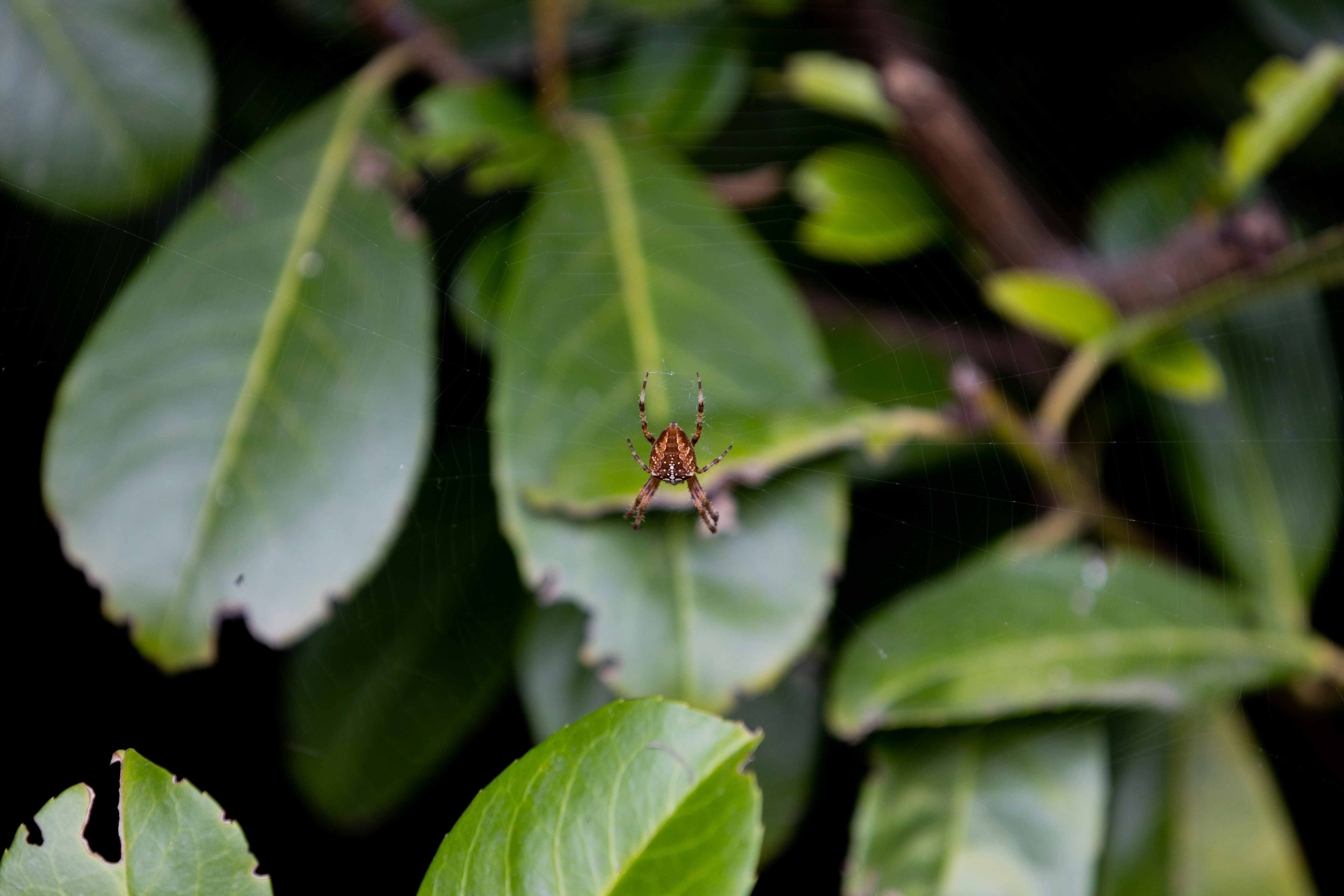 Our Journey to Becoming an eHerkenning & eID Broker